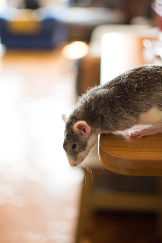 rat, rodent, nature, pet, animal